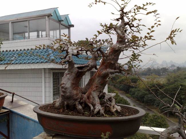 我无意间在朋友QQ空间看到一棵榆树的附石盆景