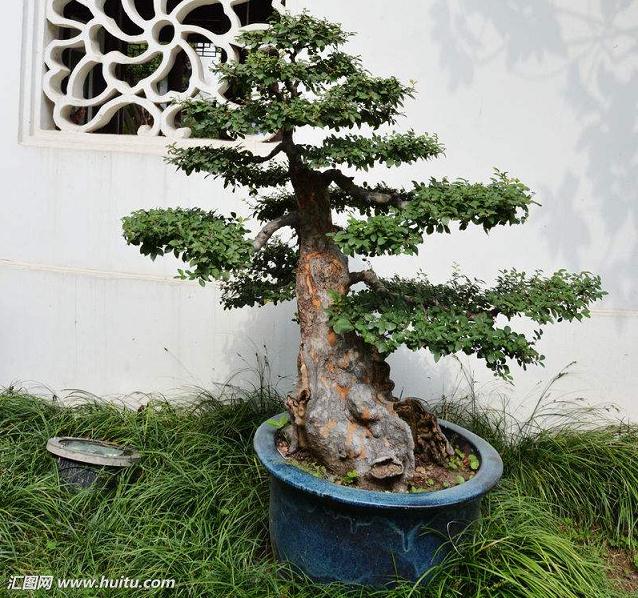 自己动手制作盆景 又是一个乐趣所在!