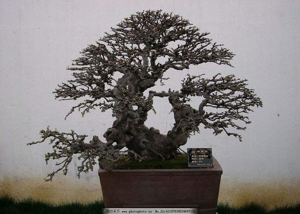 我为对盆景的追求 也曾穷困潦倒 但对艺术追求一如既往