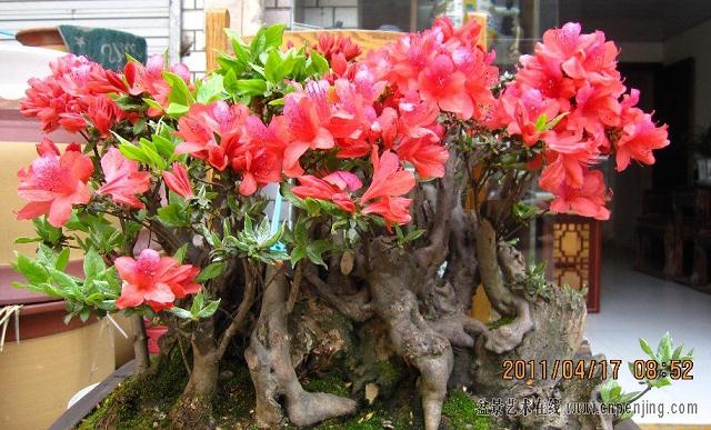 记得盆景最后还是搬去了我家里 更多的时候还是妈妈在养