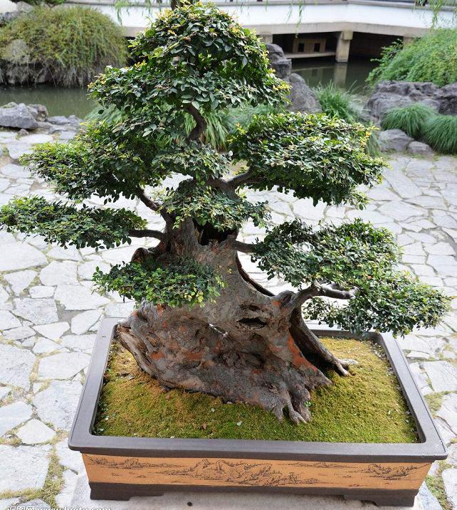 家里养的基本都是雀舌盆景 主要以根带杆为主