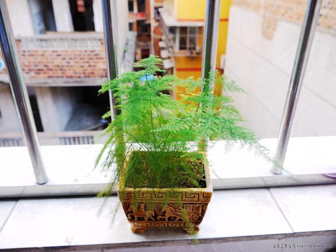 花15元买了盆文竹盆景 看如何?