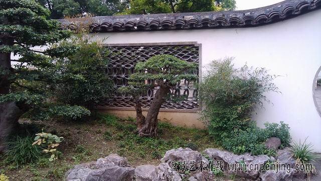 请欣赏上海植物园里的大型盆景