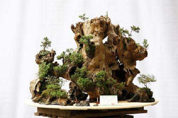 浅谈我在黄石花鸟鱼虫市场买盆景的经历