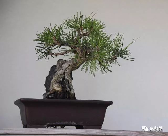 盆景与一般盆栽不同处是 盆景需要花功夫