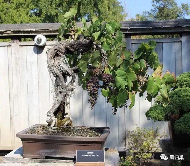 初做盆景的人要怎么选择最好的树种?