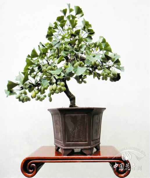 制作水旱盆景常用的五大树种