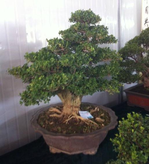 如何培植盆景的主干?