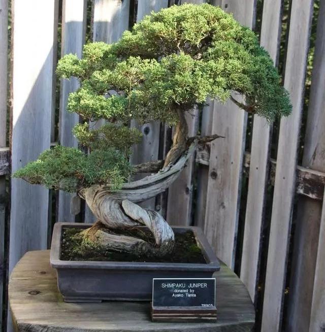 盆景修整树形 及树根要一步步来