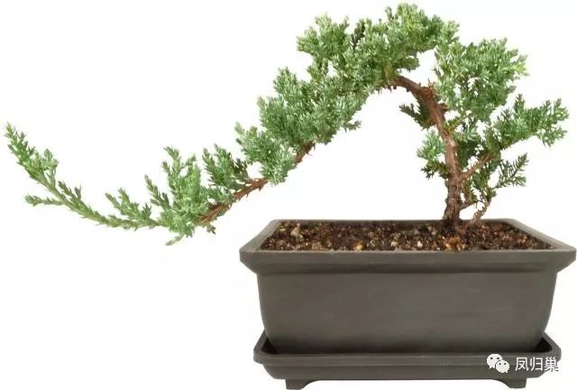 盆景制作的第一部就是修剪根部