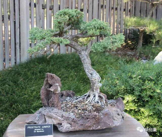 刚做好的盆景最好放在有遮荫地点 不要太阳直晒