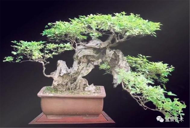 盆景的7种造型技巧 您知道多少？
