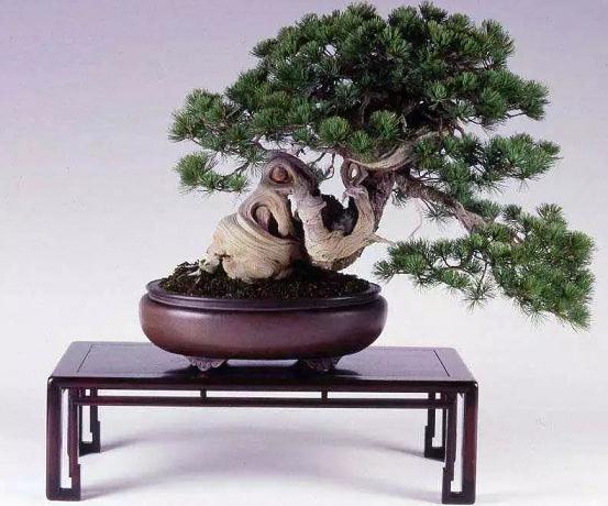 关于举办博爱县&ldquo;碧桂园&middot;天麓府&rdquo;杯第二届盆景展的通知