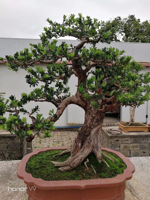 各界朋友赴宴为中国著名盆景艺术大师徐伟华祝寿