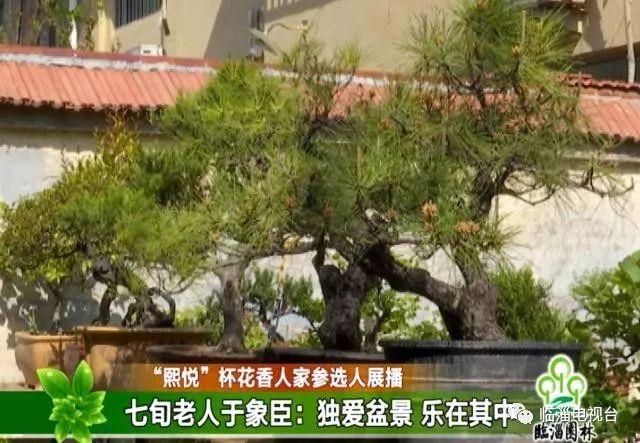 熙悦杯临淄区第二届盆景评选活动