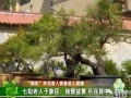熙悦杯临淄区第二届盆景评选活动