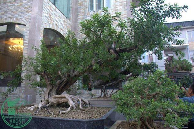 2015年 参观容桂盆景收藏家罗崇辉家园