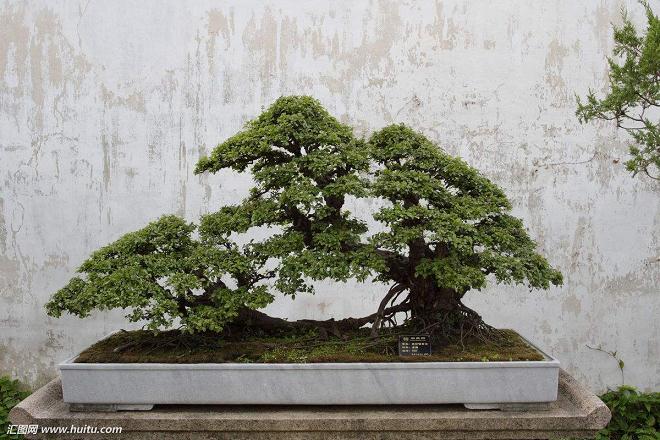 搜索偶遇盆景艺术在线 瞬间被震撼 仿佛找到了组织