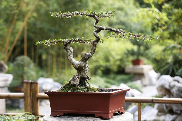 这棵榆树就是我种植盆景的开始