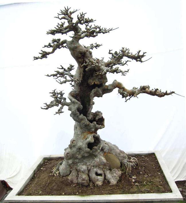 宣传盆景艺术在线论坛 让这里成为喜爱盆景朋友的乐园!