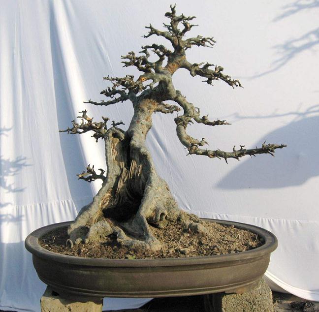 是什么使我意识到了盆景巨大的艺术和经济价值？