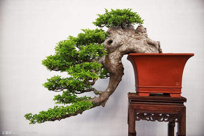 在花鸟鱼虫市场购买盆景的经历