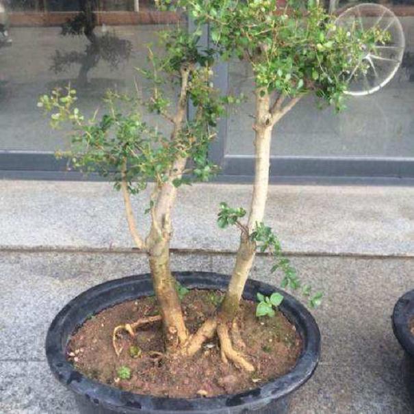 没想到虎刺 还真可以做盆景！