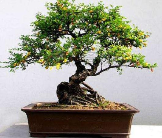 金雀盆景盘养2-3年即可成型上盆,见效最快!