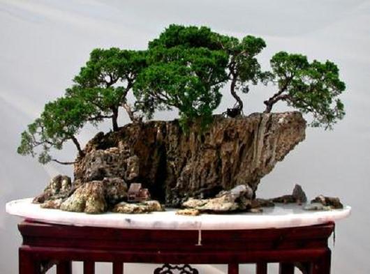 等到以后山水盆景做出来 我也到这里来晒晒图