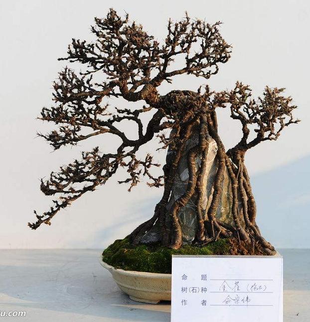 一个好的盆景至少需要20年的创作