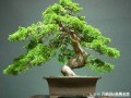 制作柏树盆景有什么技巧？