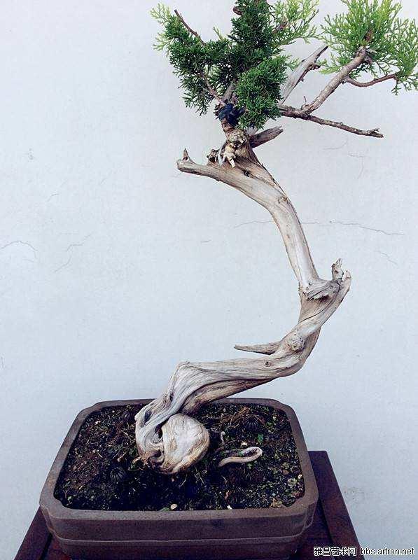 记得2011年我的家乡湛江举办了盆景展