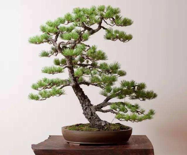 我遇上盆景是从大学二年级开始的