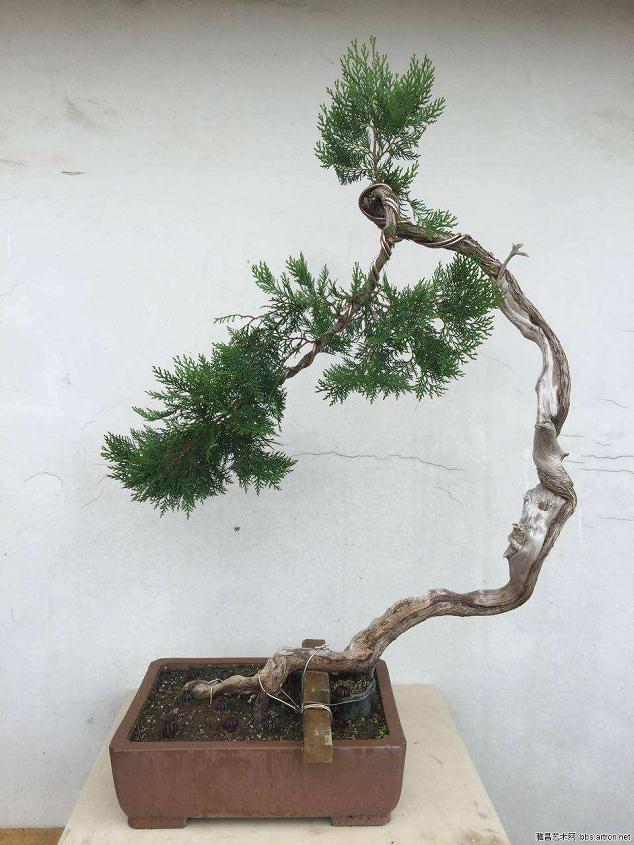 朋友说：书画和&ldquo;盆景&rdquo; 都是我的此岸