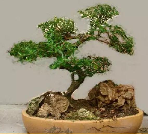 业余之暇 投入于盆景制作之中 使我自得其乐