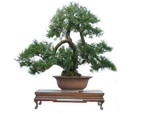 在百度里搜到了盆景艺术在线这个网站 学到了很多