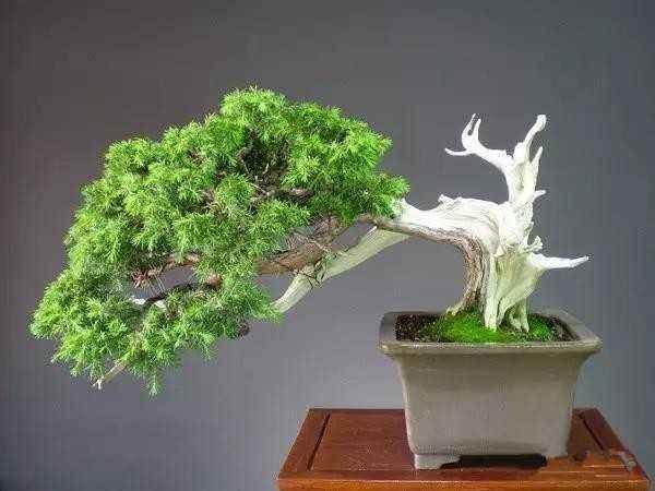 找到了盆景艺术在线论坛 希望在这里与前辈交流经验