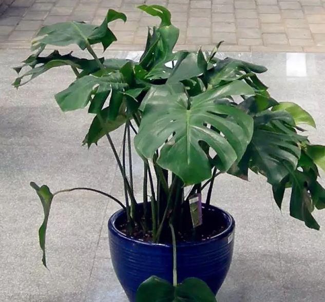 我最早养的盆景是龟背竹 养在室内 有5年之久