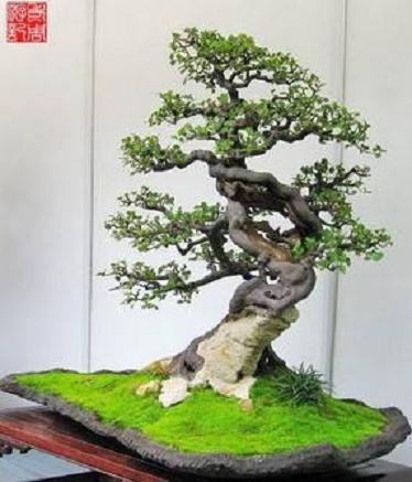 为了生活的愉悦 大家都来养些盆栽盆景吧