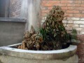 也许制作盆景永远都无法达到最高境界