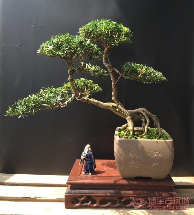 在南通市场很多价格4-5万的雀舌盆景 图片