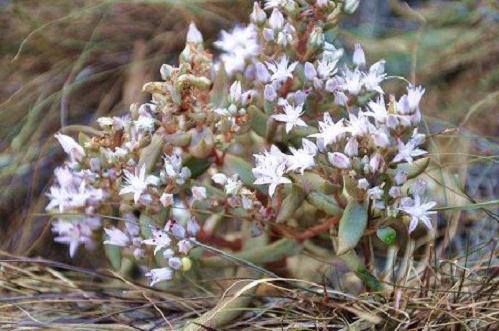 榔榆盆景什么时候会开花?