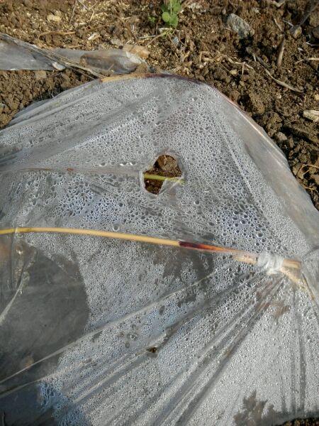 榔榆盆景需要搭棚过冬吗?