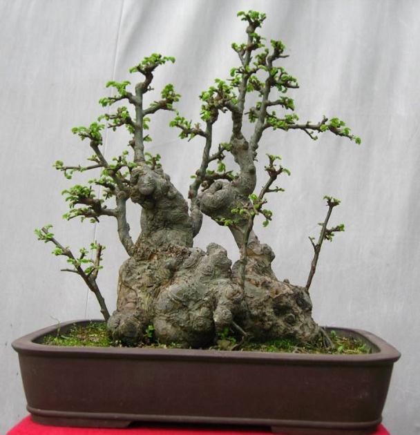 榔榆盆景施肥错误将导致黄叶