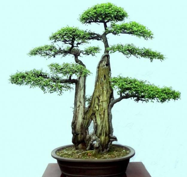 夏季榆树盆景的浇水养护