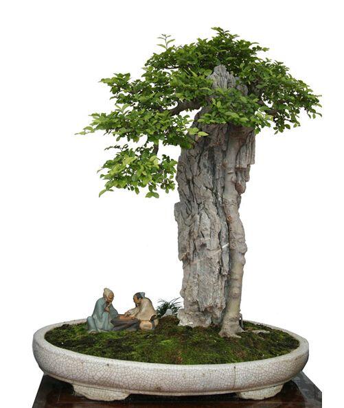 夏天榔榆盆景的土壤和浇水方法