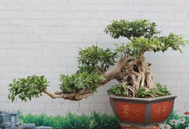 冬季榕树盆景怎么养 如何发芽养护 图片