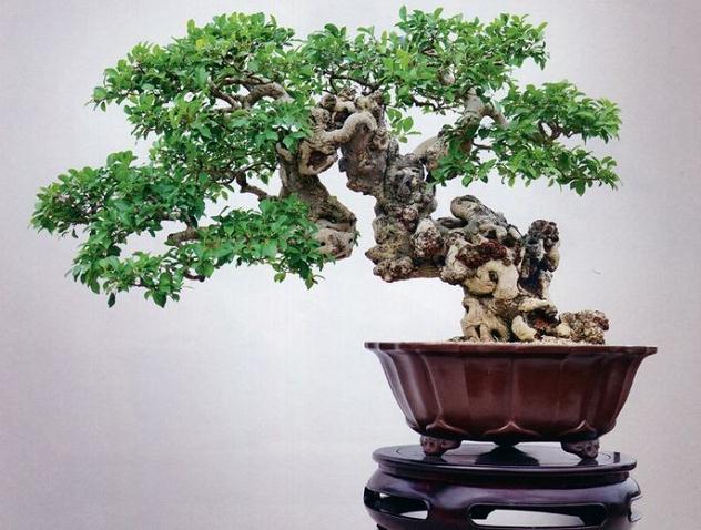 室内榕树盆景怎么养?有5这个注意事项