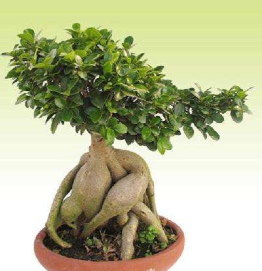 榕树盆景怎么养?要做好榕树的施肥与修剪