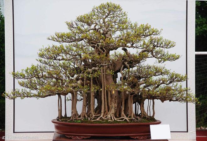 榕树盆景怎么养?要做好榕树的修剪